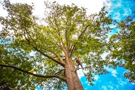 Why Choose Our Tree Removal Services in Plain City, UT?