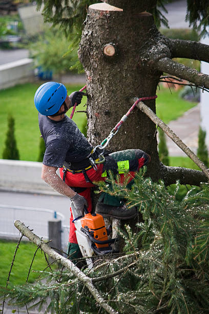 Lawn Drainage Solutions in Plain City, UT